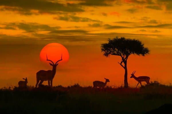 L'Afrique du Sud