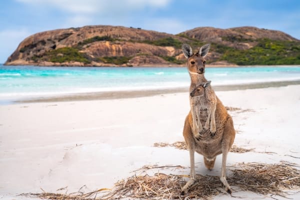 Grande découverte de l'Australie