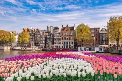 Holland and its Tulips